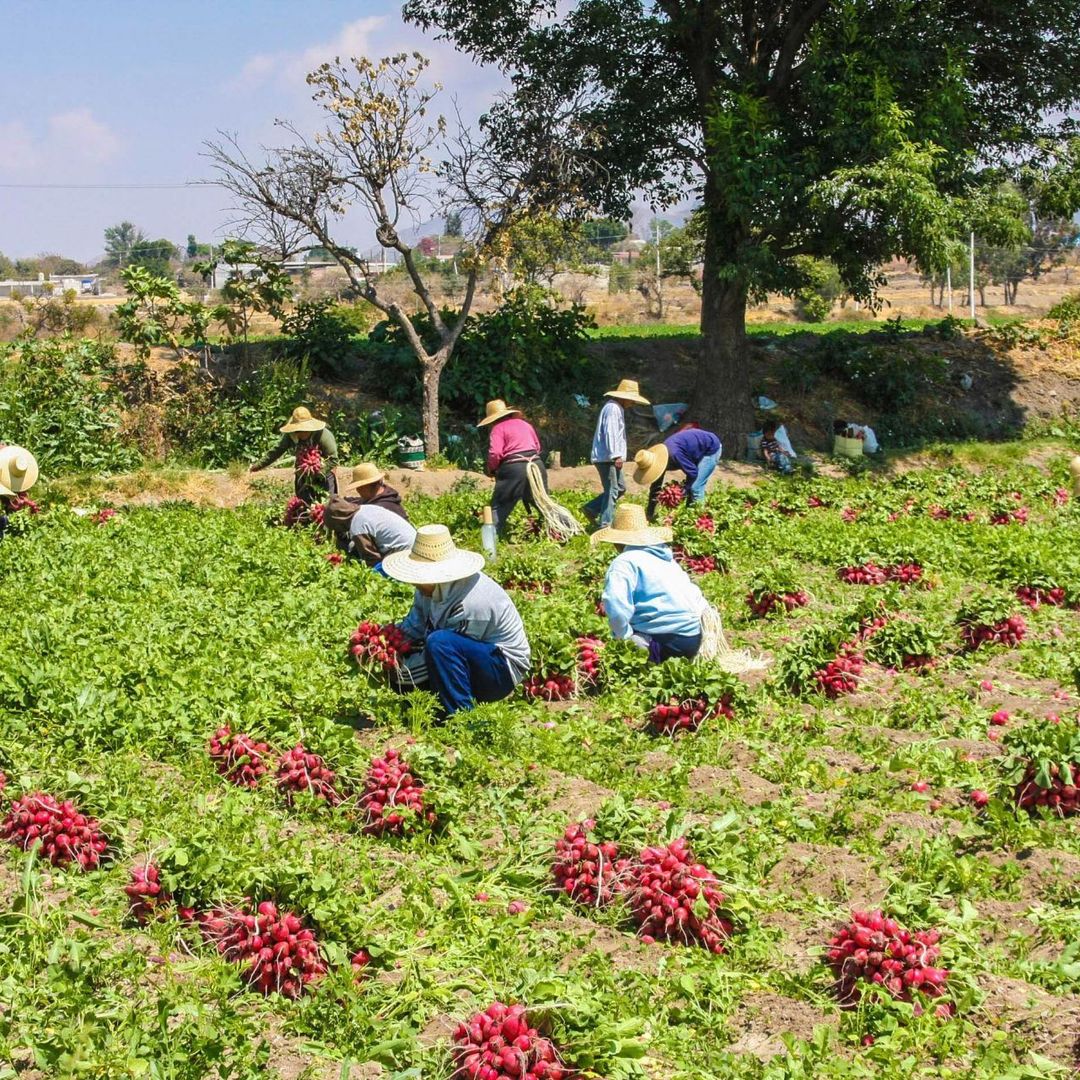 Menos Lluvias por Fenómeno de 'El Niño' Amenazan Producción de Alimentos en México: UNAM
